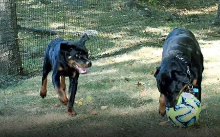 Is There a Reliable Non Electric Dog Fence System That Actually Works? A Case Study on DIY Dog Fence Kits by PetPlaygrounds.com