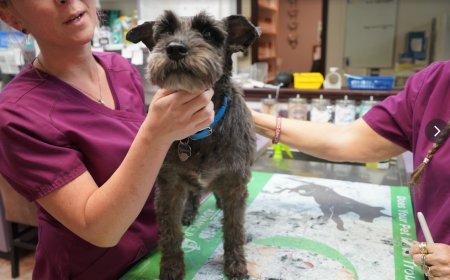 Healing Pets Naturally: How Cold Laser Therapy Relieves Pain and Boosts Recovery