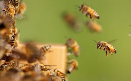 How Much Does Bee Removal Cost in Melbourne