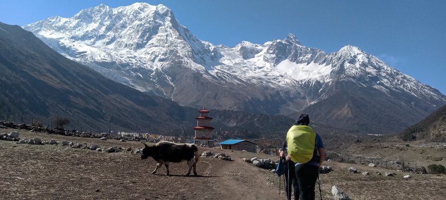 Frenzy Manaslu Trekking Guide with Proven Energy Preparation