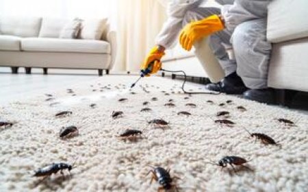 How To Prevent Cockroach Infestations: Expert Tips For Your Home