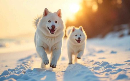 How Can Busy Pet Parents Use Pet Parenting Hacks to Save Time Without Compromising Pet Care?